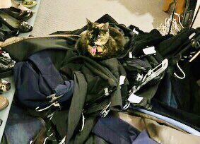 Help wanted!  Miaou!  Clara is overwhelmed so if you love fashion; are a hard worker; are tech-savvy and social media friendly, apply in person to Clothes Encounters!  Part time positions available.  Flexible hours.   Prior retail experience preferred.