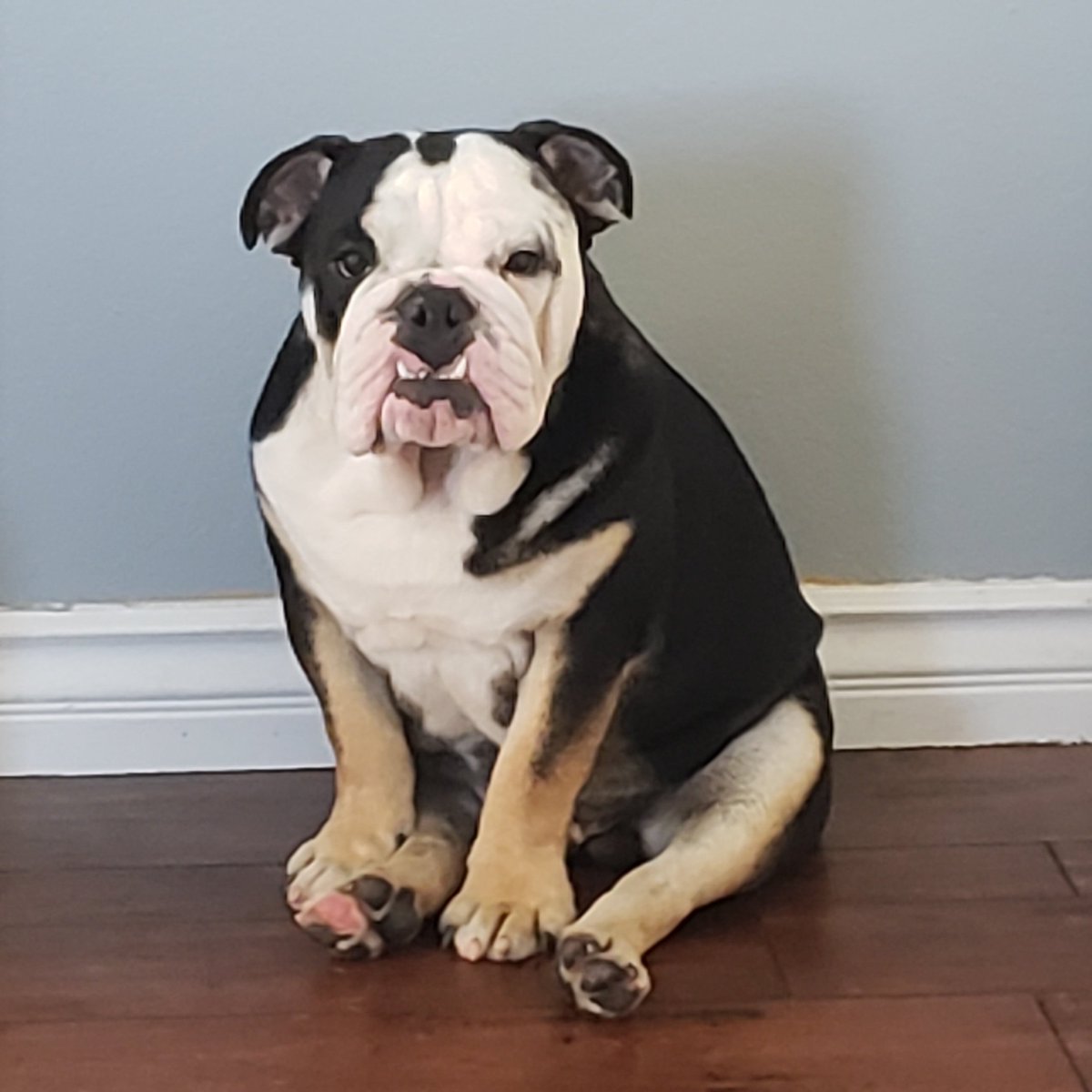 ChefTony_85's tweet photo. My baby boy Calvin #englishbulldogpuppy #englishbulldog https://t.co/yH5cYOuB1l