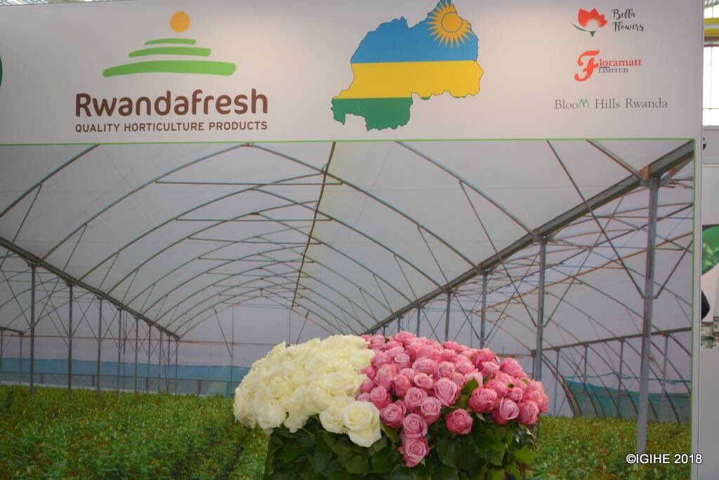 JPKarabaranga's tweet photo. @Rwanda_TheHague @Sanurujeni @RwandAgriExport @Rwandafresh @RwandaAgri @RDBrwanda @BellaFlowersRw @ngaboambroise @RobinahUwera @PieNtwari Glad to attend a successful 1st day at the #IFTF2018 . Amazing Flowers #MadeInRwanda! thx for great work by @RwandAgriExport &amp; its partners. There is indeed a bright of Rwandan #Floriculture https://t.co/J2xIKNTZWW