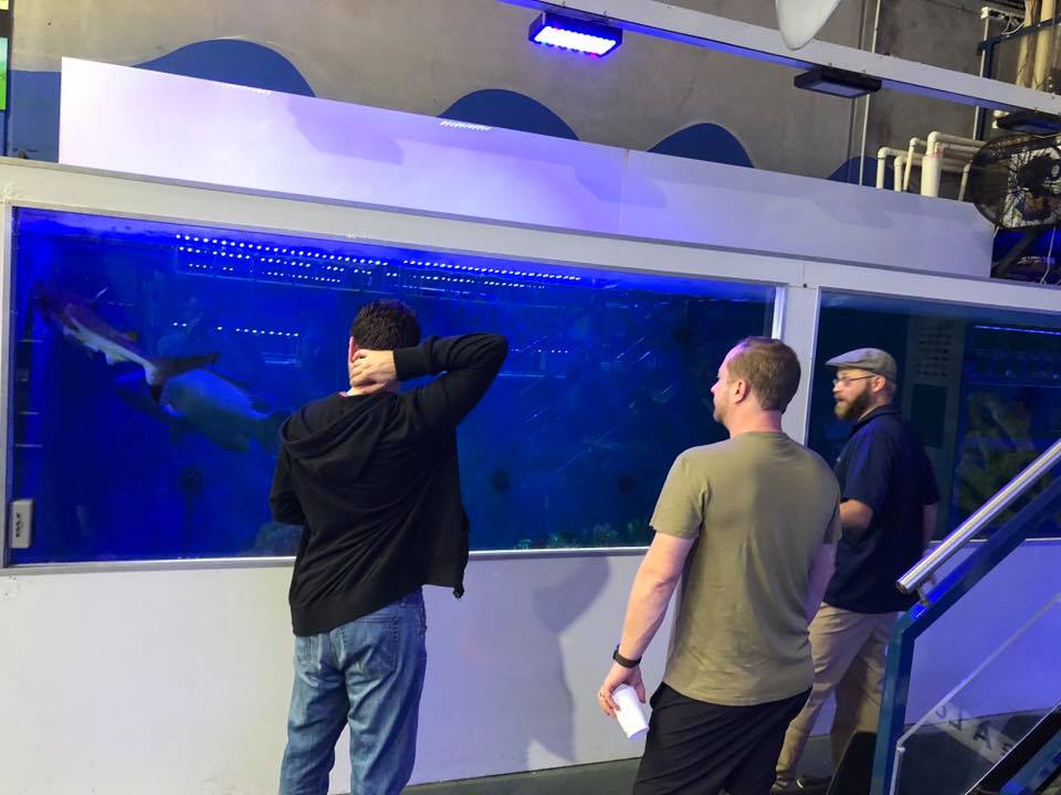 AquaMajestic's tweet photo. Come down and visit the mega shark tank at Majestic Aquariums Taren Point!
#sharks #sharkweek #shark #mega #tank #majesticaquariums #instashark #jaws https://t.co/m7xvp4qc1O