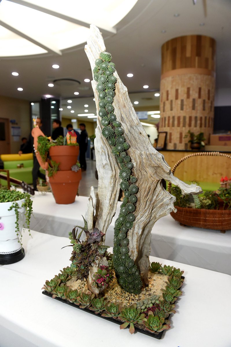 gimhae4you's tweet image. 다육아트 들어보셨나요?~~*

시청 별관 민원실에 전시중인 다육이🌵 (~11.9 전시)
한눈에 반하실껄요 😙

🔍다육아트 배울수 있는 곳
👉 goo.gl/yQ3nU5

#다육아트 #다육이 #김해시 #gimhaecity