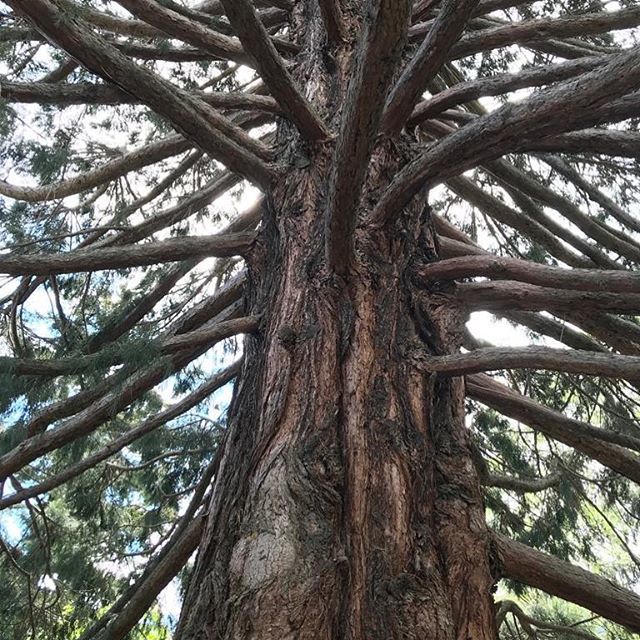 HomesteadnPrep's tweet image. Any guesses on where this photo was taken?  I’ll give one hint: think of hobbits. 
Also. Does anyone know what kind of tree this is?  Bc I don’t. 
#homesteadandprepper #tree #cooltree #unknowntree #landofhobbits #manybranches ift.tt/2qAVg7O