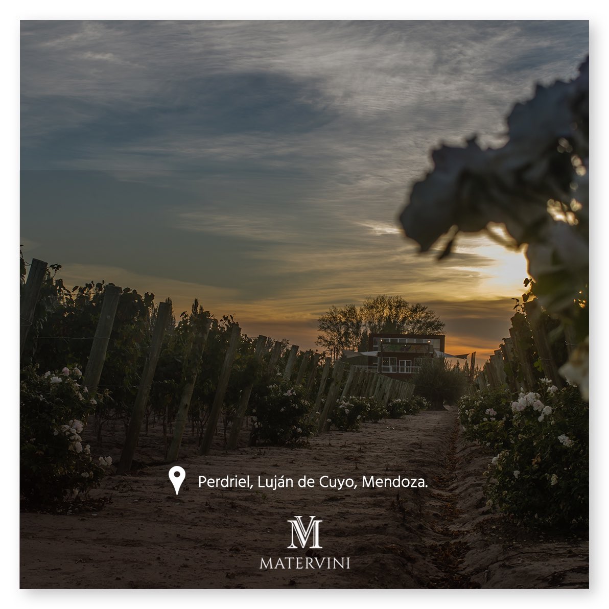 Matervini's tweet photo. From #Perdriel #LujánDeCuyo, this vineyard was planted in 1938 and was cultivated by horses until 2002. It grows at 3200 feet of altitude, in alluvial soils: sandy loam with clay layers and deep gravel beds, formed by the millenary activity of Mendoza River.
#OldGeologies https://t.co/o9UI9uHSoo