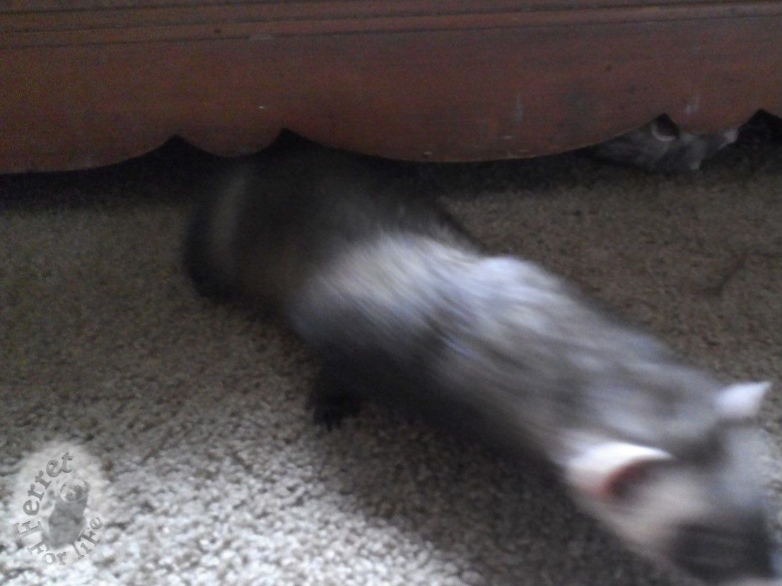 Shannahsferrets's tweet photo. Orso is on the move, while his brother still sleeps soundly under the trunk.
#ferrets #wednesday https://t.co/ujTGi934LG