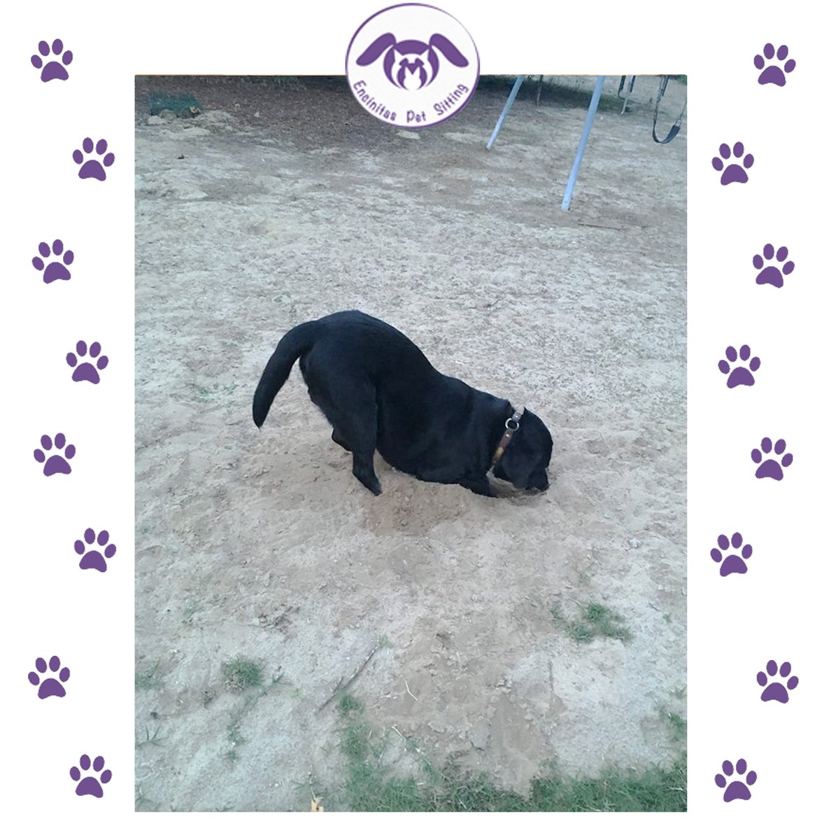 EncinitasPetSit's tweet photo. Our Buddy Troy, trying to find the treasure 🐶😄!! https://t.co/uEs8tbboqU

#Encinitas #Leucadia #delmar #carlsbad #ranchosantafe #solanabeach #cardiffbythesea #northcountysandiego #dogwalking #dogboarding #catcare  #encinitas101 #encinitaspetsitting https://t.co/iOWJxDdY6K