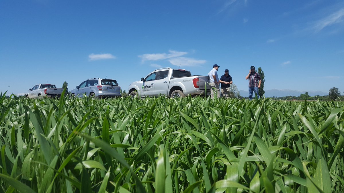 matisalinas88's tweet photo. Recorrida @NutrienSantiaCL potencial trigo 100 qq https://t.co/Gm6zxBbR3W