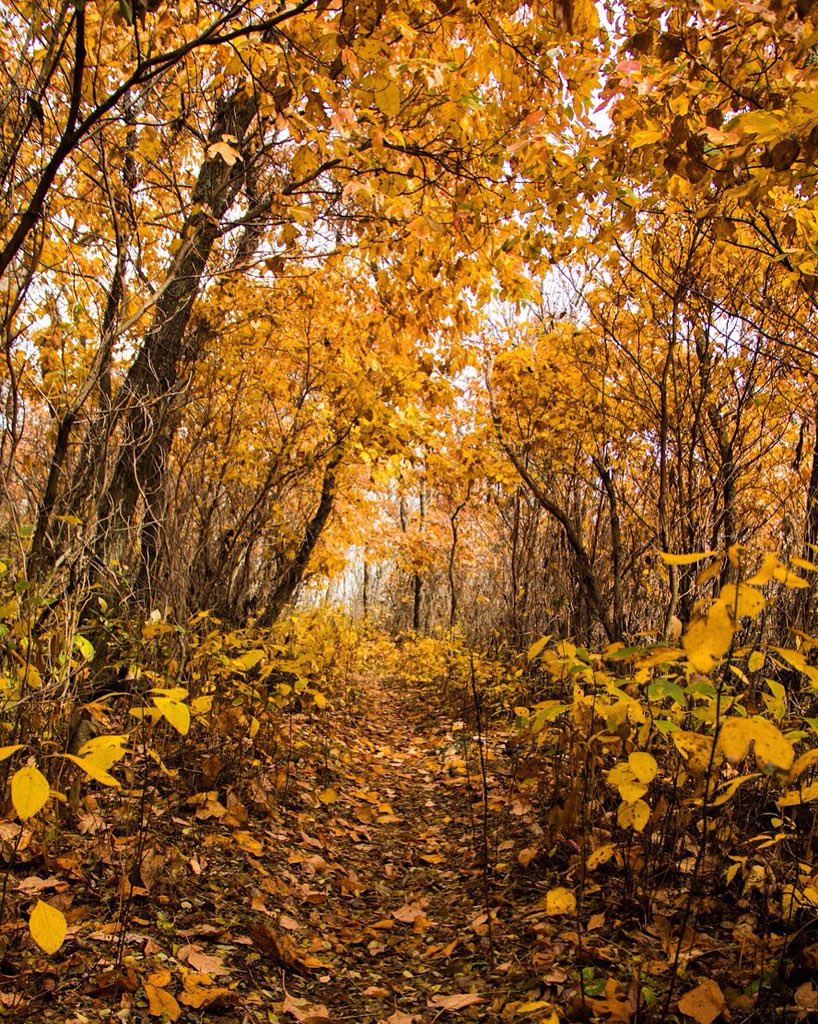 Free entrance to all public lands on November 11 in honor of #VeteransDay. Retweet to spread the word! 

Pic <a href="/ShenandoahNPS/">ShenandoahNPS</a> by Harrison Martin