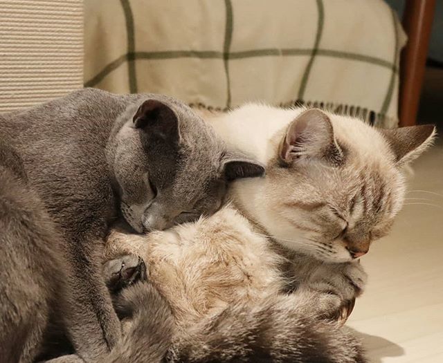 猫カフェ リプミィ おはようございます 本日11時より営業致します 皆様の御来店お待ちしております あったか い 猫カフェリプミィ Lipmy 北千住 Lipmyおもち T Co Y9cctb8iwn 猫カフェ リプミィ おはようございます 本日11時より営業致します 皆様の御来店お待ちしております あったか い 猫カフェリプミィ Lipmy 北千住 Lipmyおもち T Co Y9cctb8iwn
