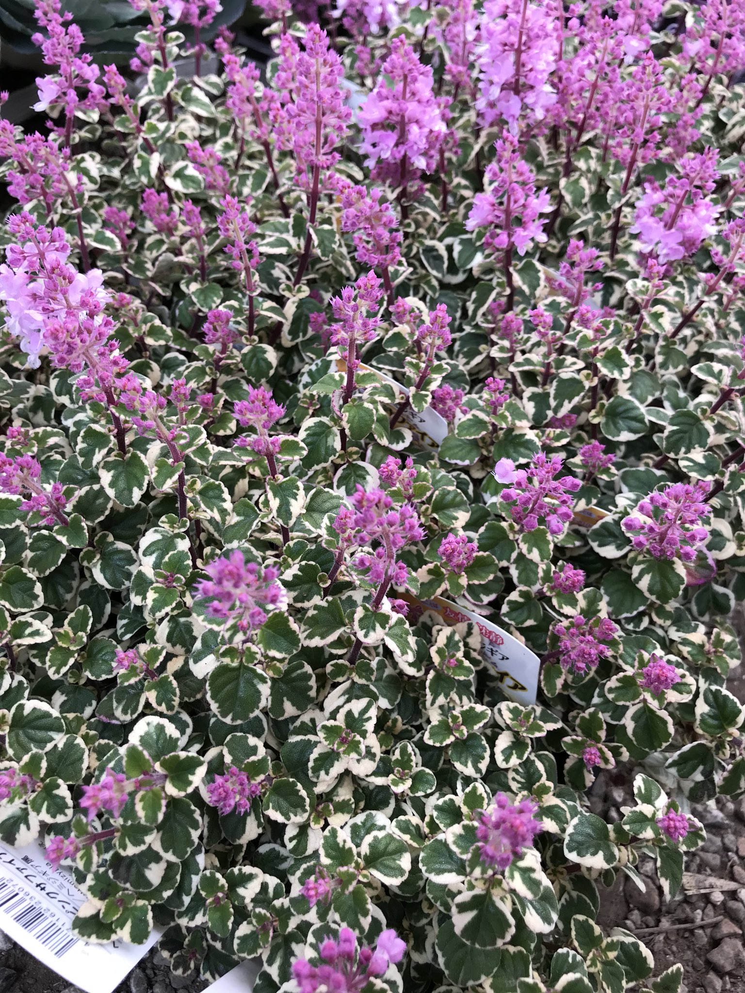 花小屋 おはようございます 本日は寄せ植え用のアイテム カラーリーフ各種を始め 沢山の季節のお花が入荷しております 斑入り金魚草 斑入りヤブコウジ 葉牡丹 T Co 6we3broqfz Twitter
