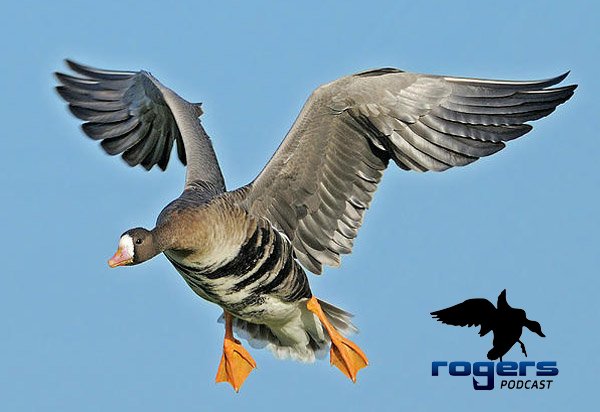 rogerssporting's tweet photo. 🎧 NEW PODCAST OUT 🎧
This week we talk SPECK HUNTING. (link below)
.
https://t.co/h15o6MIBK1
.
#specks #waterfowl #geese #specklebelly #whitefront #goosehunting #rogerssportinggoods https://t.co/VlTP167STp