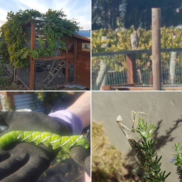 modernsettlers's tweet photo. We've been busy with @petalumahairco but the farm is still doing well! The wisteria is trimmed, tomatoes plants taken out (lots of bugs for the chickens were found in the process), hawks have been hanging around and a super cool mantis in the front yard. https://t.co/ogNEx3hWMW