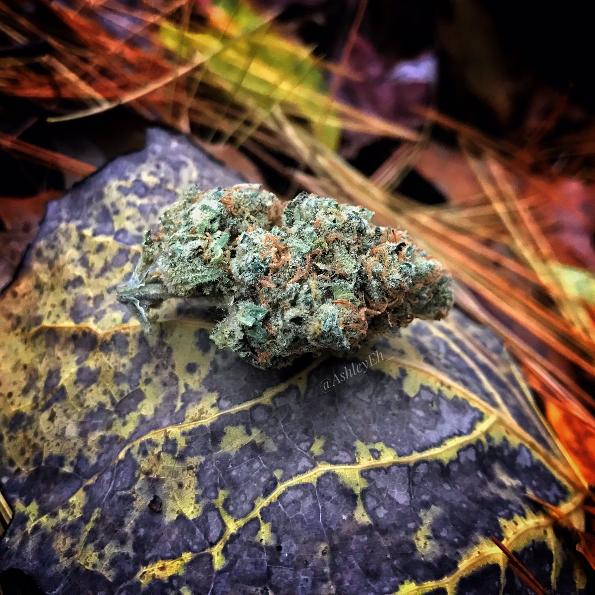 AshleyEh_'s tweet photo. “No one is useless in this world who lightens the burdens of another.”
- Charles Dickens

#charlesdickens #cannabis #canadiancannabis #marijuana #legalized #success https://t.co/Lf6akX7nwg