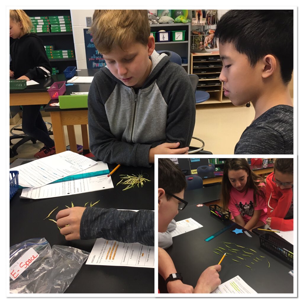edug8tor_mehms's tweet photo. The @fastplants project started 40 days ago @mehms with seeds which we planted, observed, tended with care, and pollinated. It ends now with seeds we harvested from our seed pods. What an educational journey! #lifebegetslife #greenthumbsrus https://t.co/Pyg3xQO98T