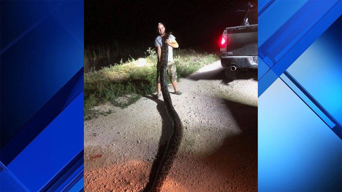 Homestead man captures 17.5-foot python in Everglades, officials say bit.ly/2SVFwsY https://t.co/c95y65LAsz