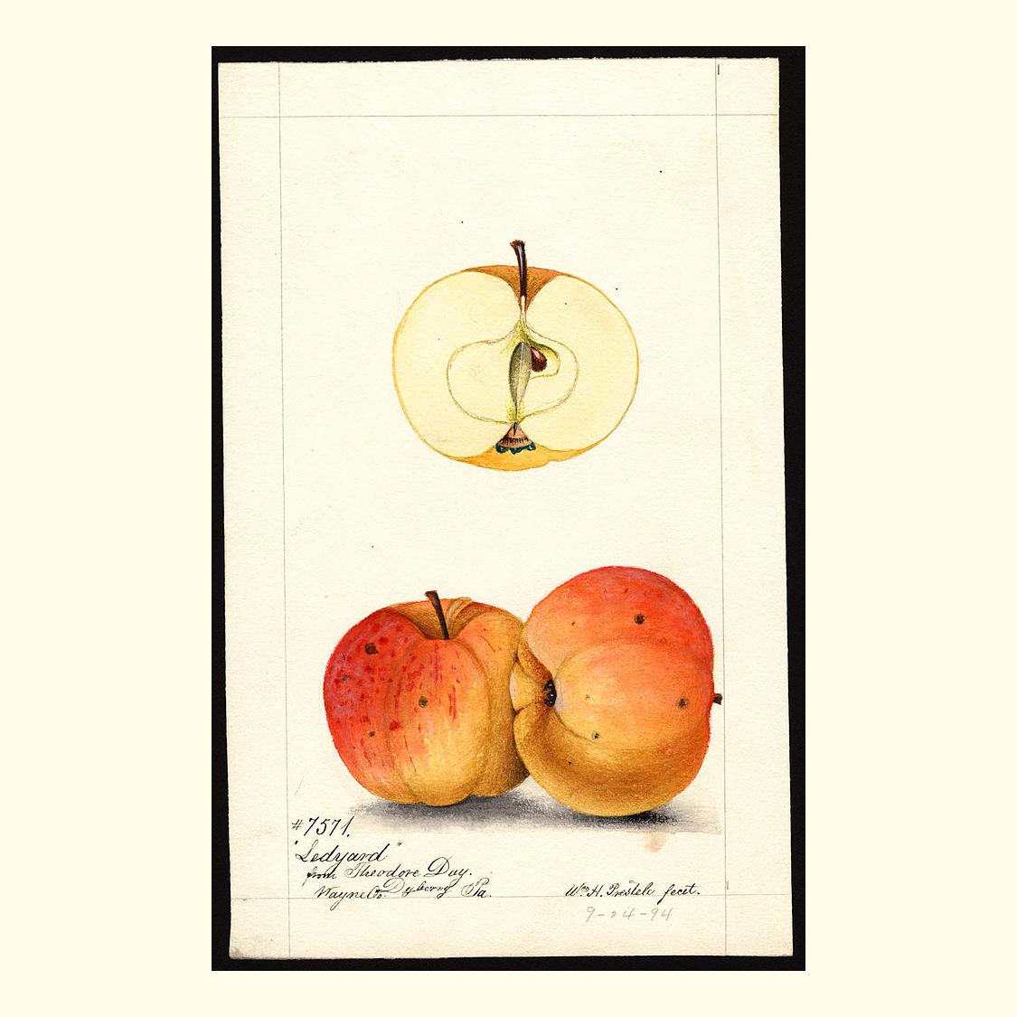ledyard apples, painted by william henry prestele, 1894pic.twitter.com/A00J...