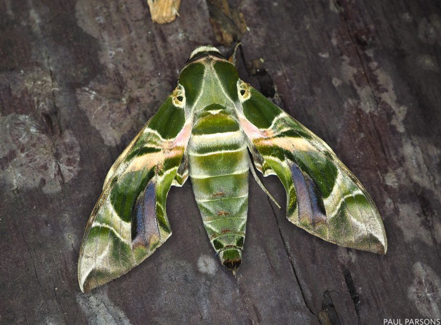 The Nature Conservancy tweet media