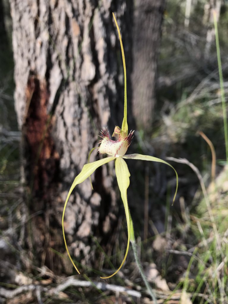 GriffinGlasshse's tweet photo. RT @DrBelbird: I’ll be revisiting the critically #engangered Bussell’s Spider #orchids this week to collect seed for #conservation #ozplants #ozflora #wildoz #threatenedspecies https://t.co/qObyO4fLqr