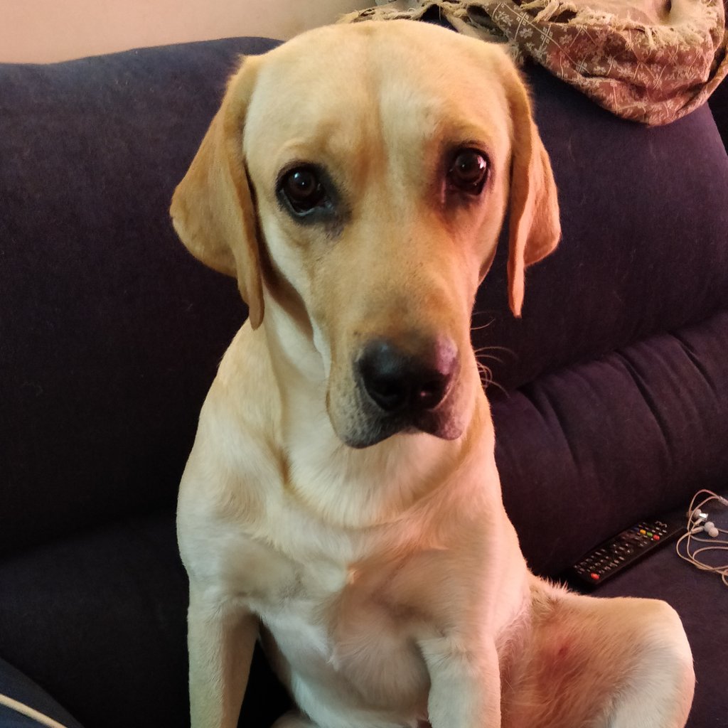 furriez_'s tweet photo. The look when he can't find the ball I just threw. 😆
#furriezpets #furriez #dogsoftwitter #topdogphoto #dogstagram #dogs #dogstagram #goldenretriever #retriever #goldenretrieversofinstagram #awesomedog #awesomepets #likesforlikesback #doglove #dogloversclub #petsoftwitter https://t.co/lqJiDAKUkY