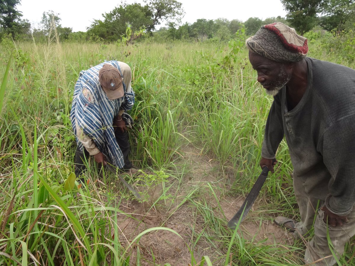 A recently completed project of ITTO (PD419/06) involved the rehabilitation of about 5500 hectares of degraded forest around the Duékoué &amp; Scio gazetted forests in the western part of Côte d’Ivoire. #cotedivoire #itto #forests #agroforestry Read more at: itto.int/project_search…