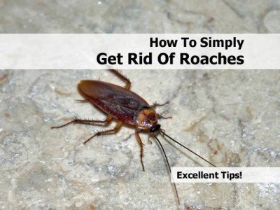 Beauty4EverNet's tweet photo. How to get rid of roaches. 8 Tips you Should Try - https://t.co/vqV29WqlAP https://t.co/IHPO9M0m1z