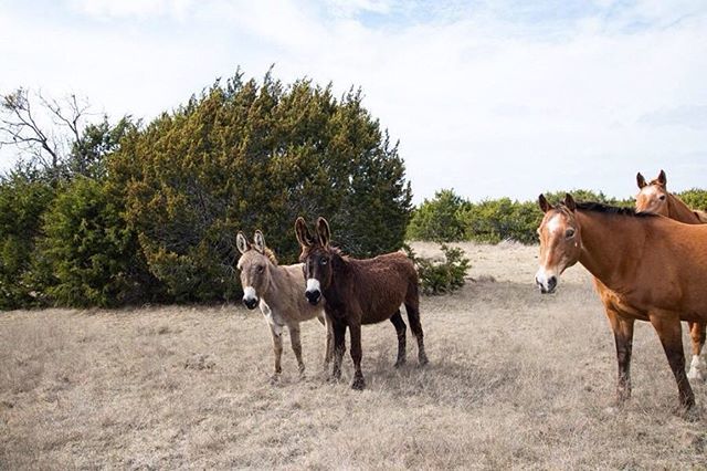 landhub's tweet photo. Lometa #ranch For Sale in #lometa #texas Gorgeous 346+/- #acres Ideal for #hunting #farming #horses or #livestock There are 3 third generation #wildhorses on the property with 2 #donkeys Pastures for #grazing & 40 acres #crossfenced for #huntingseason … https://t.co/9nlvjdCbPN https://t.co/jeaa5USn27
