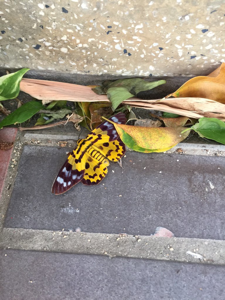 TaiTamTukOrg's tweet photo. #HKISCNC: Last day today &amp; 1592 students from 31 secondary schools have amassed over 28000 observations! We have smashed #HongKong's record in the @citnatchallenge last April by 8000 observations and 700 observers!! @inaturalist #nature #biodiversity #citizenscience Obs: ryanchan https://t.co/wyerK6Qk1H