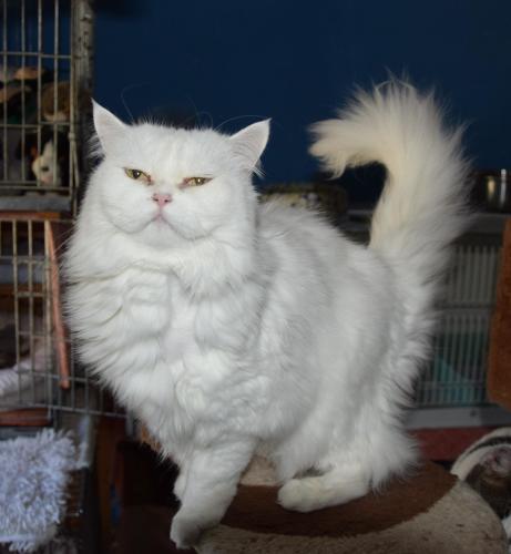 ETierhilfe's tweet photo. die wunderbare Perserdame PALOMA sucht ihre zweite Chance!๐ฅฐ๐
https://t.co/R1hyK029Wr
#persercats #AdoptDontShop #CatsOfTwitter #cats https://t.co/nVllUbz29r