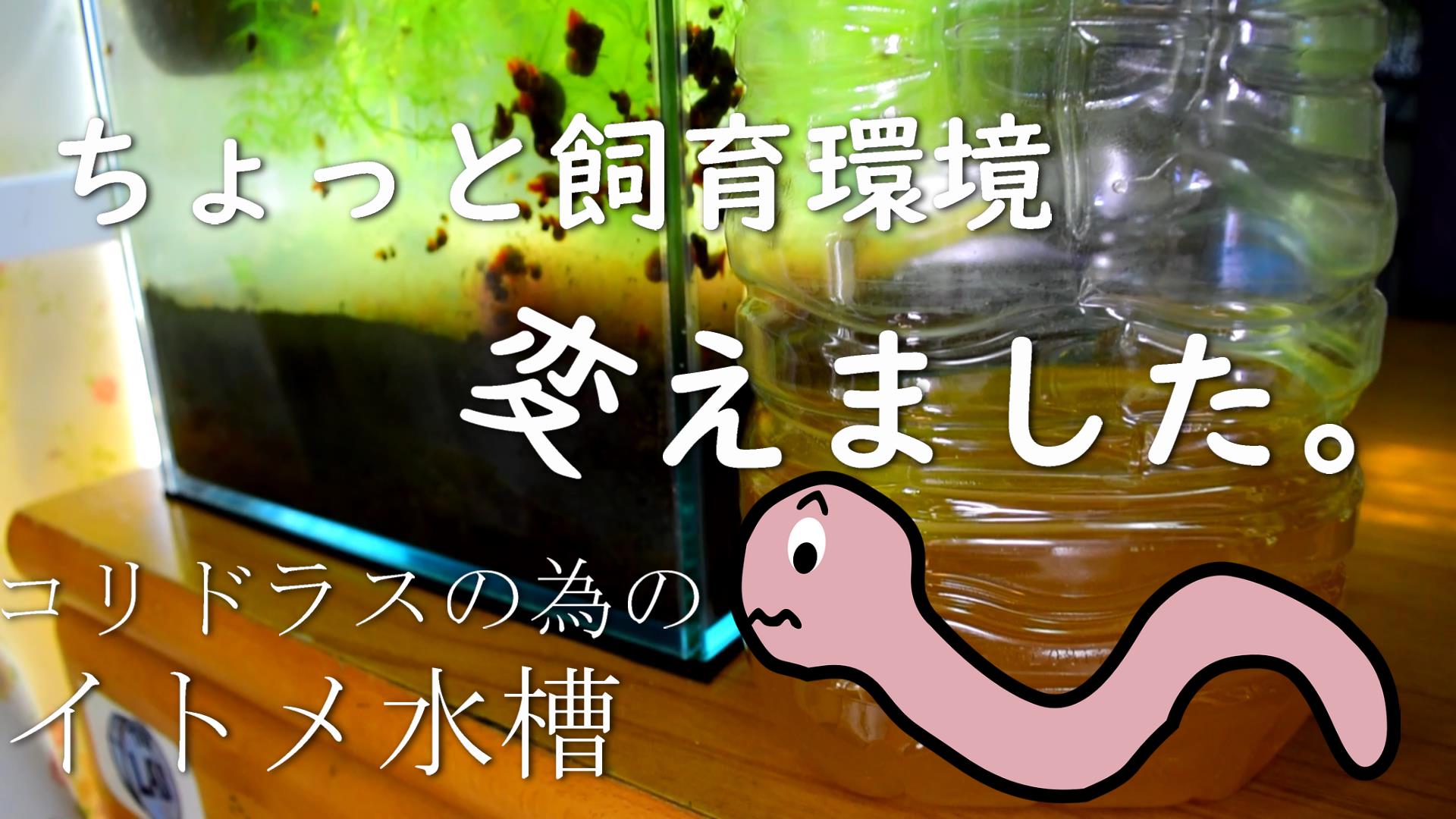 Saike イトミミズ 閲覧注意 コリドラスの為のイトメ水槽 光合成細菌やタマミジンコ コリドラスの餌用にイトメを飼育しています T Co Vfcmto9dbd T Co Tusmagejvq Twitter