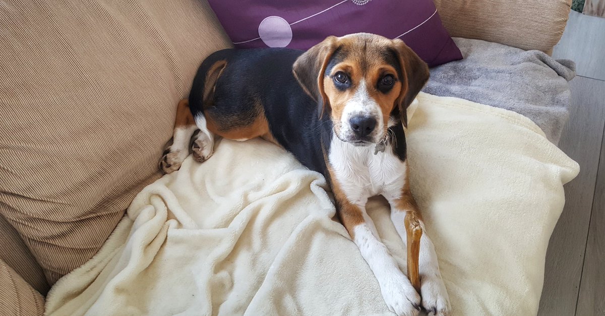 ColletLa1's tweet photo. The king of the sofa 🐾 / 2nd round / 🐕
#Beagle #Sofa #TheKingOfTheSofa #SecondRound https://t.co/zYUjJDnets