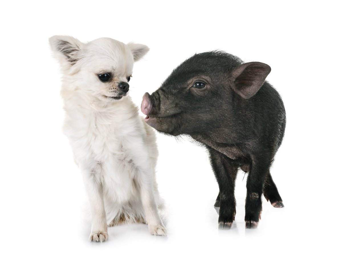 unifr's tweet photo. Warum lieben wir Hunde, essen aber Schwein und Lamm? Ein Erfahrungsbericht über Veganismus in Fribourg: https://t.co/Ktq1bzWYU5
#FRhappy #UniFR #Fribourg #CentreFries #AlmaGeorges #vegan #Veganismus #fortheanimals #crueltyfree https://t.co/cUSsjYT9zQ
