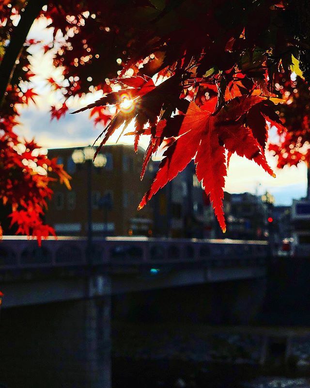 Nipponisimo's tweet photo. Dias de otoño 🍃🍂 🍁秋の雰囲気 #japan #otoño #japon #takayama #fall #rojo #高山 #岐阜県 #飛騨 #秋 #紅葉 #もみじ #viajarporasia #viajerosporelmundo #viajar #japoneando #tokyo #tokio https://t.co/I9v1NinYFr https://t.co/gz7WlXPIA9
