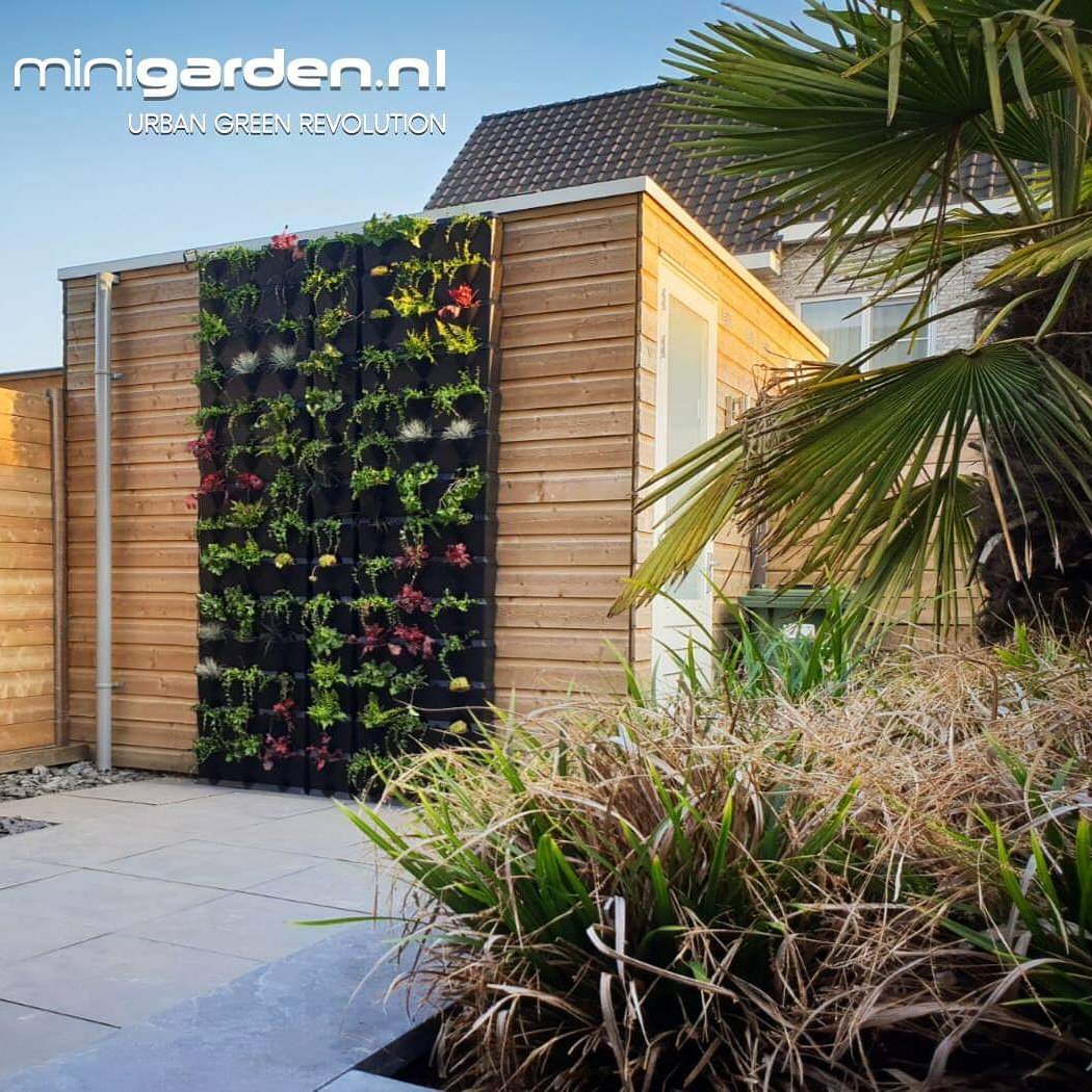 Een plantenwand tegen je tuinhuis of schutting? Maak het met de modulair stapelbare Minigarden Vertical, Corner en One modules.
Meer inspiratie en productinformatie over Minigarden groene wand systemen lees je op minigarden.nl #minigarden #nederland #verticaaltuinieren
