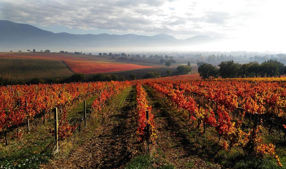 'Io vivo di #paesaggio,riconosco in esso la fonte del mio sangue.Penetra per i miei occhi e mi incrementa di forza.Forse la ragione dei miei viaggi non è stata altro che una ricerca di paesaggi,i quali funzionavano come potenti richiami'#Montefalco ❤️#Sagrantino #Foliage #Italia