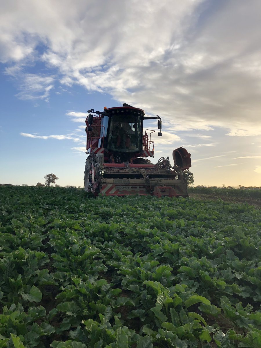 farmerkit's tweet photo. Great day to be lifting #sugarbeet for @BritishSugar. Wheat drilling straight behind. @NFUSugar #holmer #t430 https://t.co/iM26poDbq7