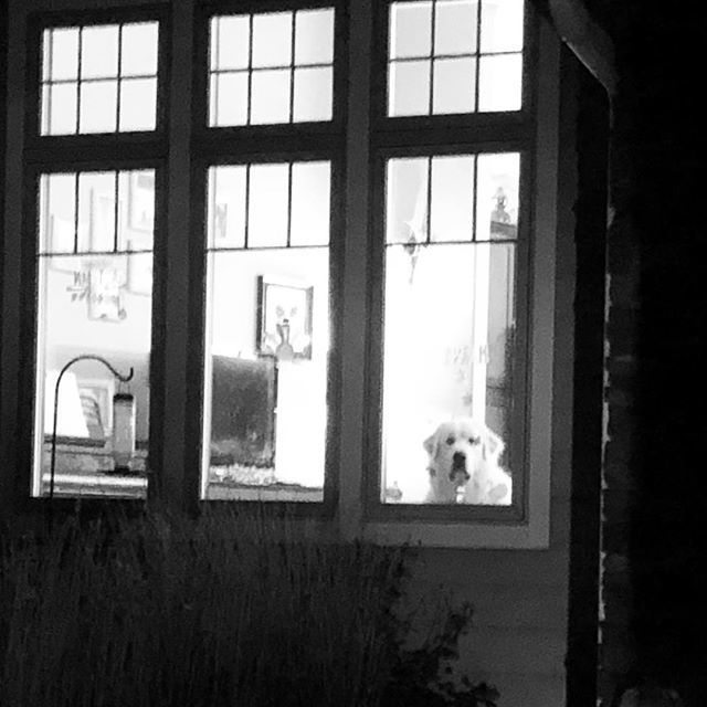humphreythepyr's tweet photo. World champion at guilting the humans when they drive away #humphreythepyr #faceinthewindow #greatpyrenees #greatpyreneesofinstagram #greatpyrofig #pyreneanmountaindog #chiendemontagnedespyrénées #dogsofinstagram #largebreeddogs #dogsofinstagram #dogsofi… https://t.co/yQ8hY4HvOB https://t.co/AkktYoozh0