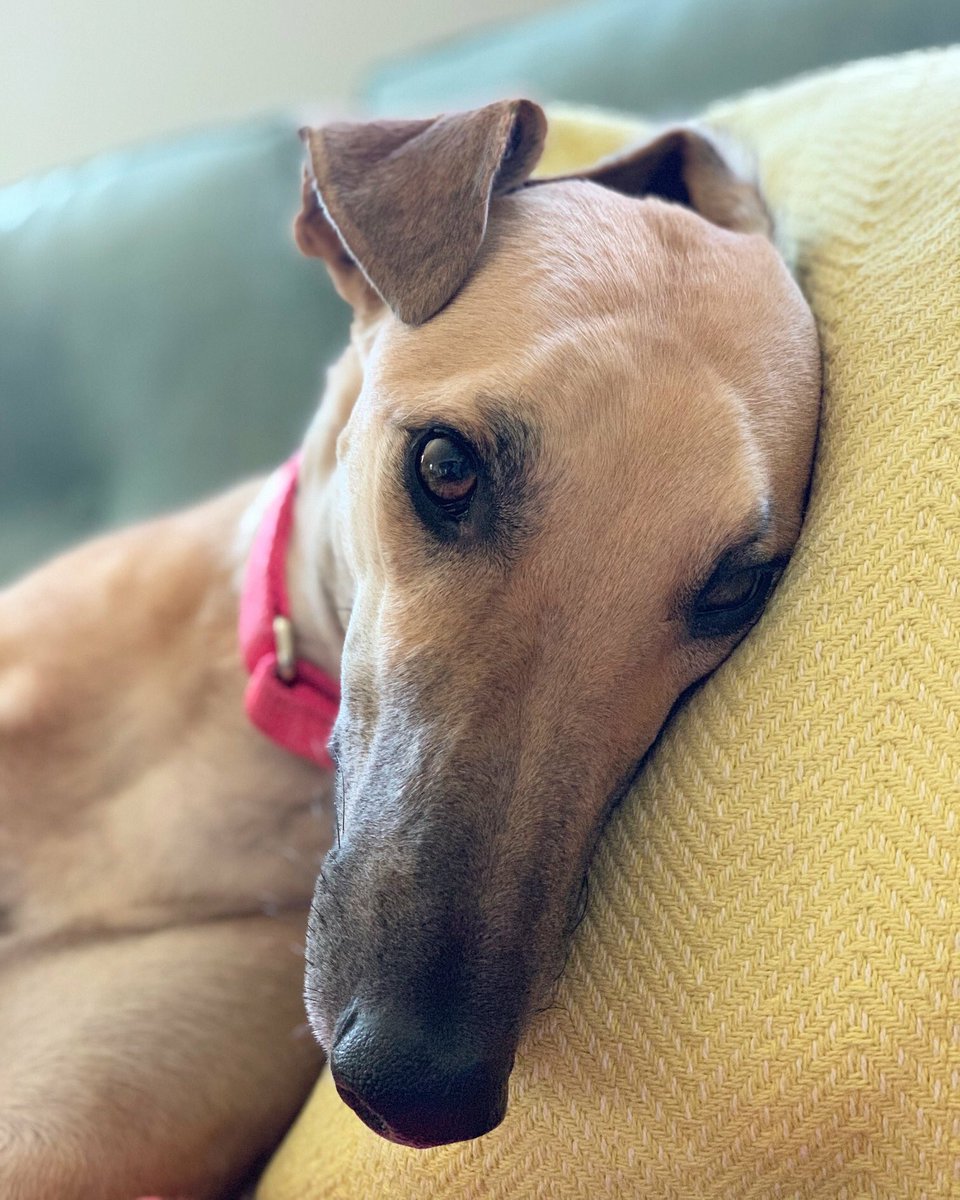 GOOD NEWS:  Florida passed Amendment 13, ending dog racing!

LESS GOOD NEWS:  Thousands of greyhounds who’ve led a very hard life are about to need good homes. 💔🐶

Please consider adopting one or donating to a reputable adoption organization if you can.