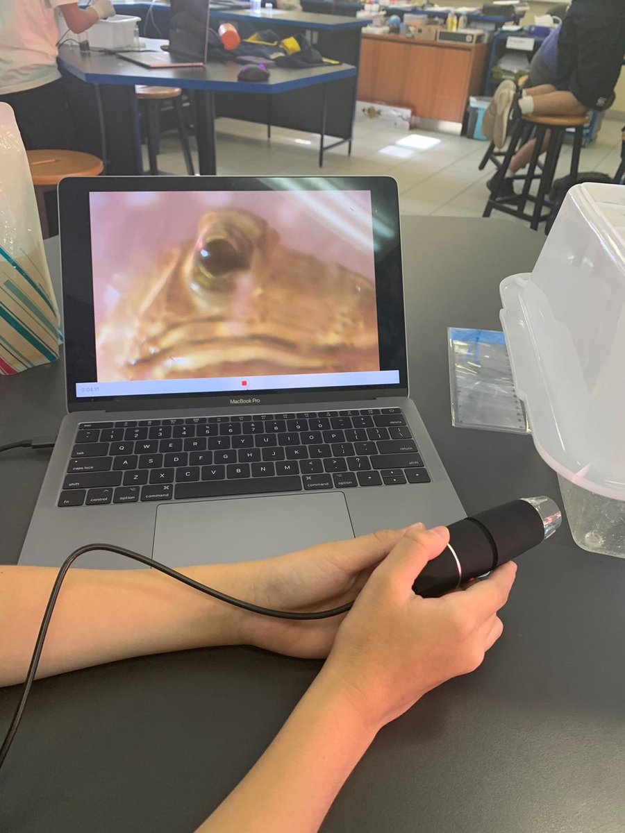 ICHK_edu's tweet photo. Investigating a frog found during the Inter-school City Nature Challenge. #ICHKOutdoorlearning https://t.co/RRCjbl7wVi