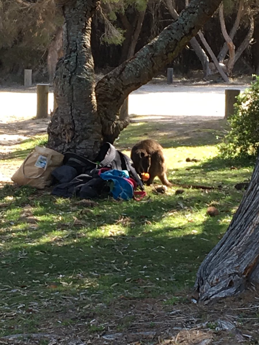 DrMepster's tweet image. Animal thief! #coastalconference