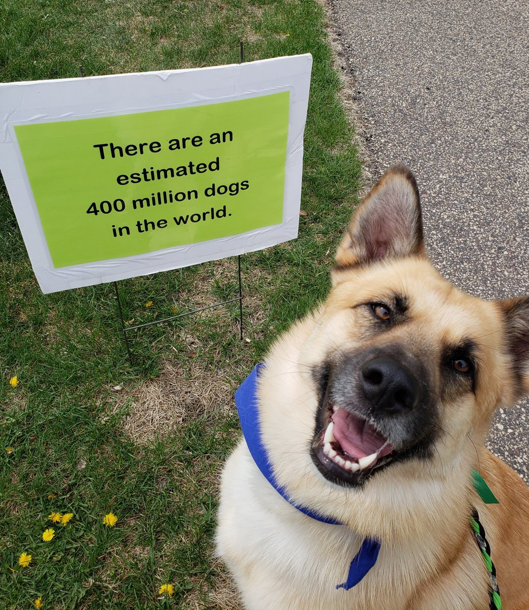 AllDogRescueMN tweet media