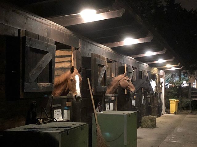 It’s me and the horses this morning 😊 #morning #morningwalk #walk #thursday #november8 #autumn #concorezzo #itsly #jorses #agritourismo #conference #ssabsteel #marketing