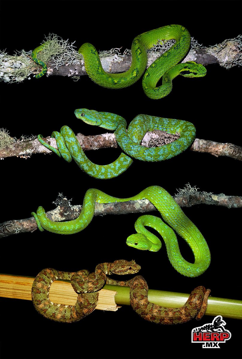 HERPMX's tweet photo. Mexican #Bothriechis
All four of the country's (currently recognized) species of Palm #Pitvipers are pictured here. How many can you identify? https://t.co/L2KP6NvKCw