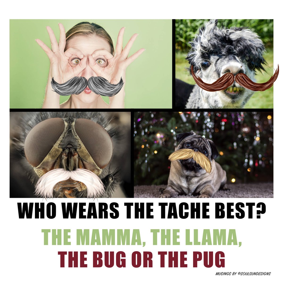 SoulSunDesigns's tweet photo. Stick a #moustache on anything and it looks awesome - a mamma, a llama, a bug or even a #pug - Get our fun mouser🍏stickers here - https://t.co/pnwRbjHCUM #ThursdayThoughts #Movember #Movember2018 #ThursdayThoughts https://t.co/xRzolABy0J