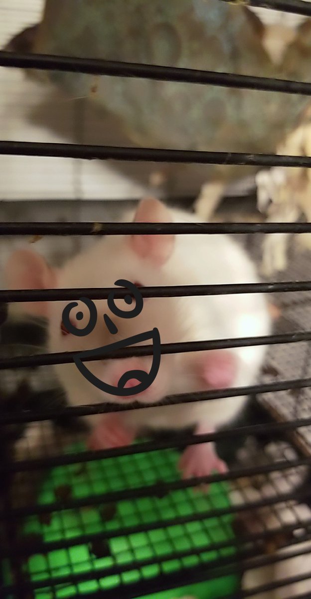 ZakariyaAliSher's tweet photo. Oh dear God, what have I created? 😆
#rats #pets #animals #Himalayanrats #petrats #fancyrats #mutants #mutantrats #scifi #Himis #Ilovemyrats #ratties #cute #funny #Frankenstein #monster #BrownJenkin #Lovecraftian #Skaven #warpstone https://t.co/BRmgiS1ffT