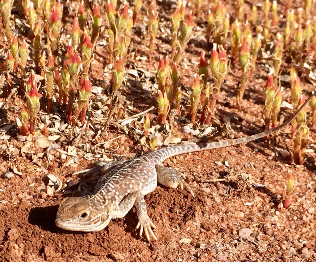 Dr_Rob_Davis's tweet photo. A highlight of today’s survey was this claypan dragon Ctenophorus salinarum in a revegetation site on a salt lake @YarraYarraCMG @NACC_NRM https://t.co/13BzdDvMyb