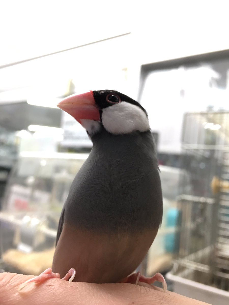 アクアペットジョイ所沢店 No Twitter 威張りフェイスなのにお腹はモフモフです 文鳥なので 文鳥 いいおなかの日 モフリシャスフェスティバル