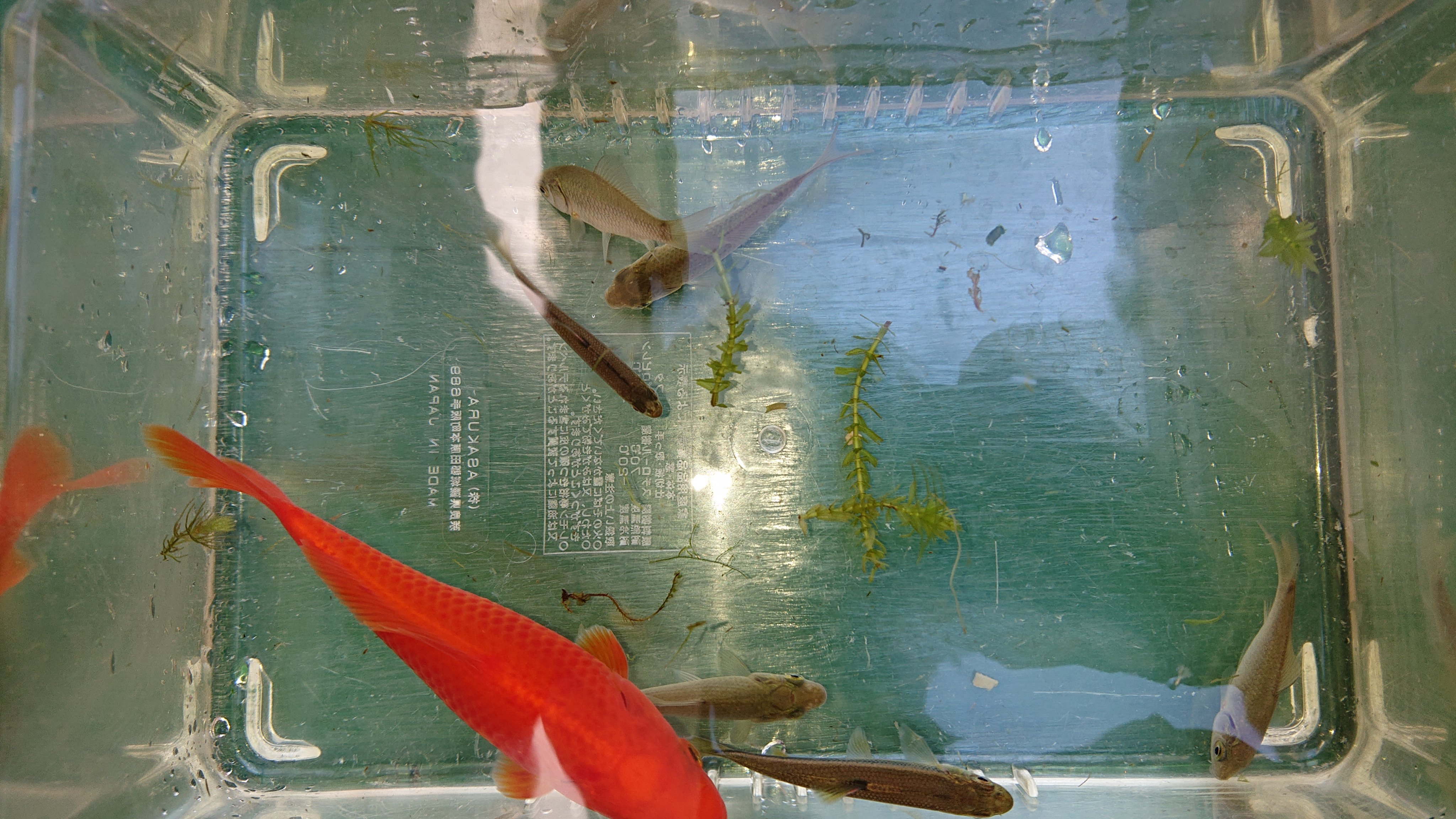 ぃよう ﾟwﾟ 屋外の水槽メンテナンス この水槽は 金魚と謎の魚 フナ と鮎の稚魚っぽいのが混泳中 あと ヒメタニシやカワニナたちも ビオトープ T Co Asikdcumko Twitter