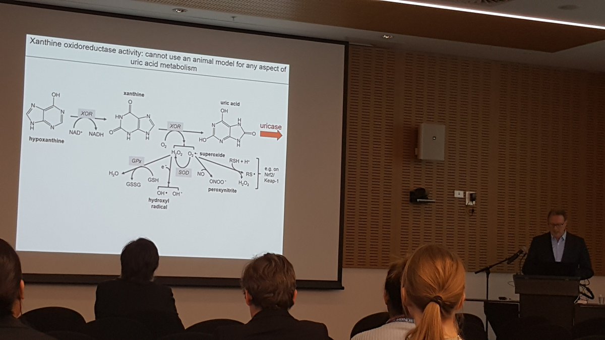 alastair_kwok's tweet photo. Interesting fact. @MonashNutrition Prof Gary Williamson's presentation highlighted that humans are one of the only few species in the world who lack the enzyme #uricase to degrade uric acid. Hence, why humans can develop the medical condition #gout. #MHTPresearch https://t.co/aoretwOE45