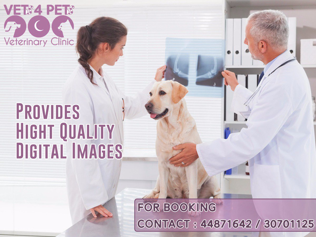 vets4pets vaccination offers 2018