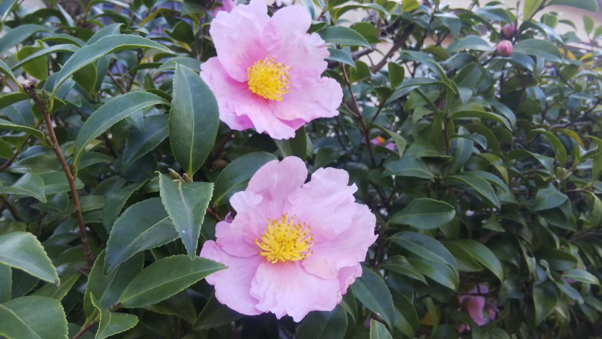 Jun 暦の上で 山茶始開 つばきはじめてひらく 山茶 が咲き始める頃 つばき と読んで 山茶花 さざんか のこと 似ている花だけど 見分け方は色々あるみたいですね T Co Lzhykbnqkb 山茶花 椿 ご近所さんの山茶花満開