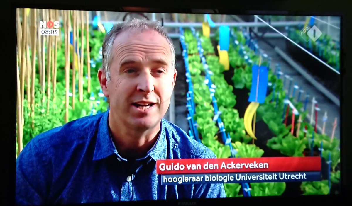 ManonNeilen's tweet photo. @guidopmi on the National news to talk about the new lettuce project. Food security through smart technology. Cool! #Lettuceknow @UUBeta @utrechtpmi  @NOS https://t.co/SNWb0Z62qr